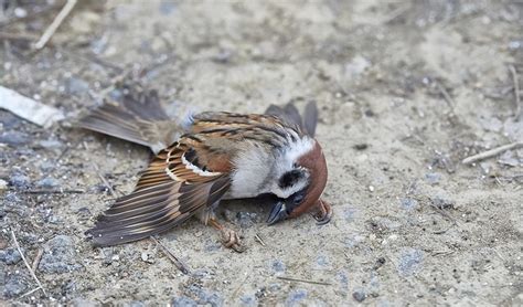 虎大學苑 看到死掉的麻雀